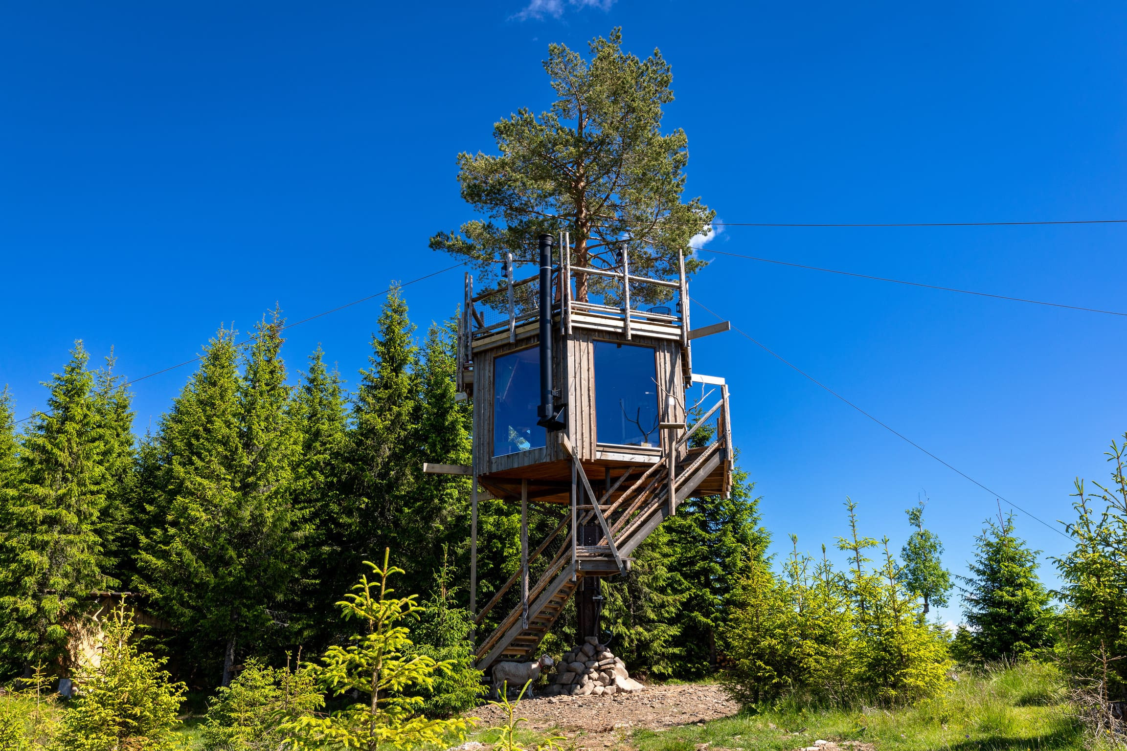 Tretopphytter - Prøysenland